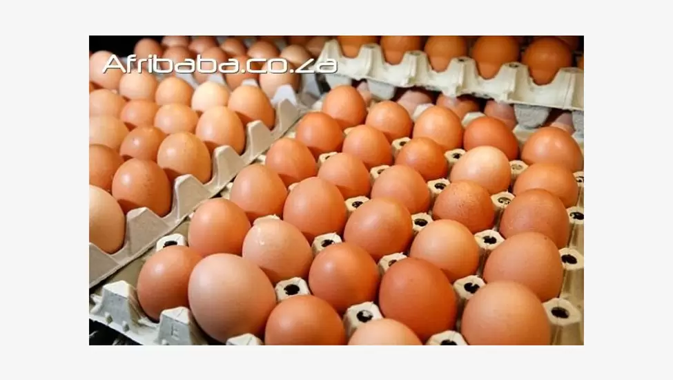 R180 Chicken and fresh eggs for sale at affordable prices.