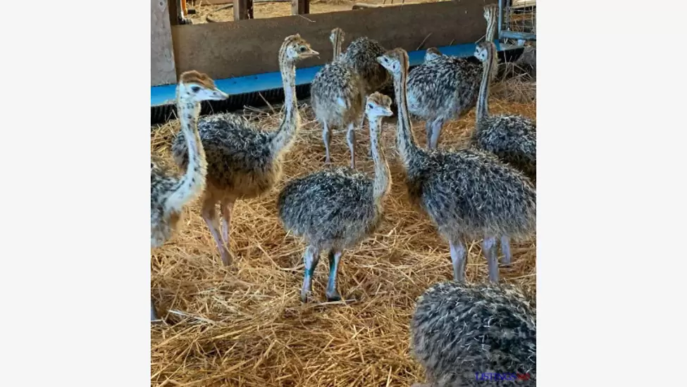 Ostrich Chicks and Guarantee Fertile Ostrich Eggs